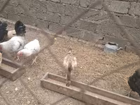 Chickens — fotografija 3