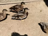 Ducks — ፎቶ 3