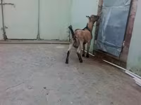 Kozioł, Kozy — zdjęcie 2