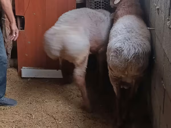 Montone, Rhon sheep