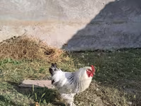 Brahma — Foto 2