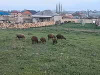 Biri-biri betina, Sheep — foto 2