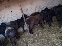 میش, گوسفند — عکس 3