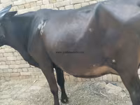 گائے, جرسی نسل — تصویر 1