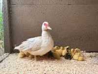 Ducks — புகைப்படம் 3