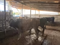 گاو ماده, Swiss cattle — عکس 7