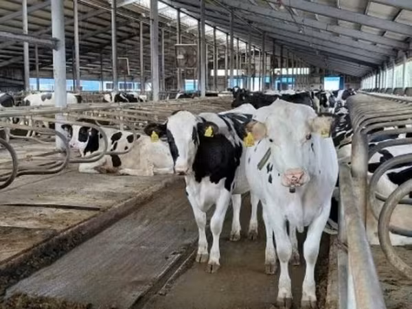 ላም, Holstein breed — ሩስያ