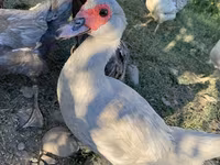 Ducks — الصورة 5