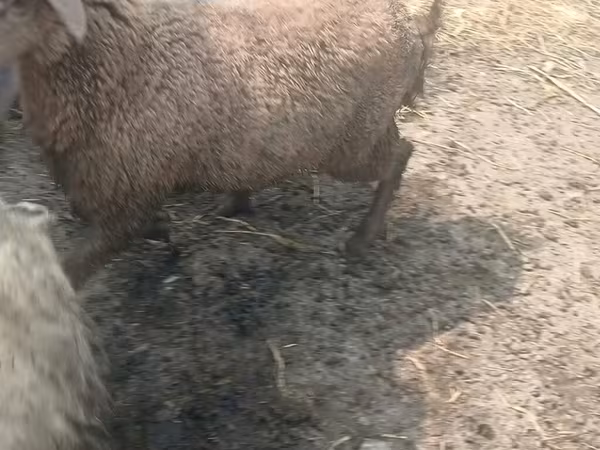 Ovan, Овце