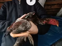 Chickens — Foto 2