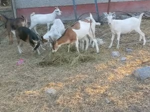 Koza, Козе