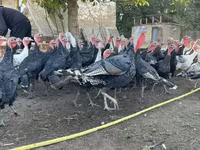 Turkeys — foto 5