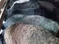 Schaap, Schapen — foto 1