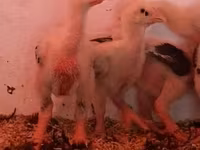 Chickens — акс 8