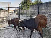 Koe, Simmental cattle — foto 6