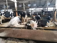 Vacă, Rasa Holstein — foto 2