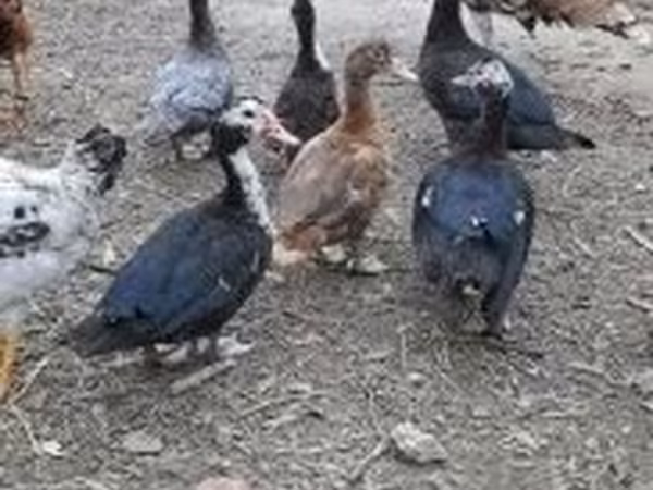 Ducks