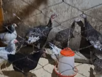 Chickens — عکس 2