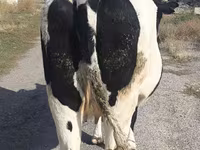گاو ماده, Russian Black pied cattle — عکس 2