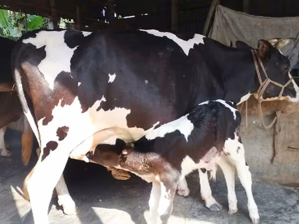 Mucca, Razza Holstein — Bangladesh