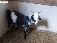 แพะตัวผู้, Nubian Goat — รูปภาพ 2