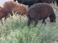 Biri-biri betina, Sheep — foto 5
