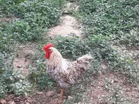 Chickens — ფოტო 2