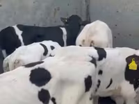 Lembu ternakan (lot, jantina tidak dinyatakan), Holstein breed — foto 4