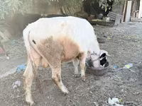 Toro, Bovini — foto 1