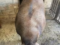Babi betina, Pigs — foto 5