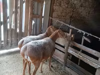 Kambing betina, Sheep — foto 4