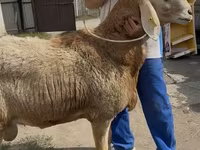 Får, Baerchuke sheep — foto 1