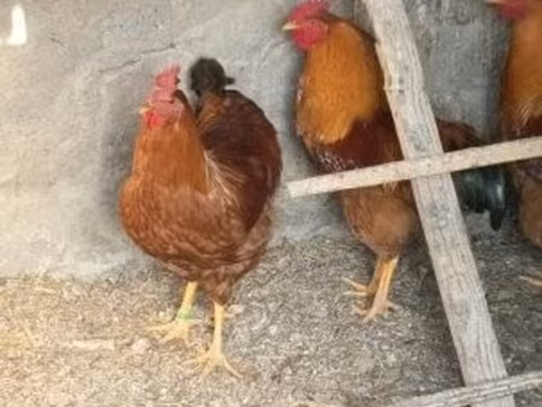 ኒው ሃምፕሻየር ቀይ