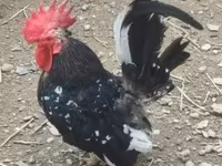Chickens — photo 1