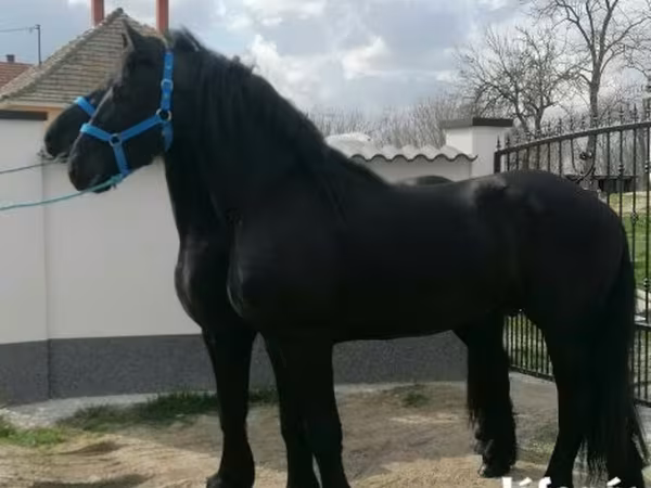 Kůň, Friesian