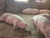 Sow, Pigs — photo 4