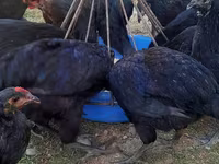 Chickens — عکس 7