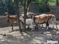 Ovan, Cameroon sheep — fotografija 1