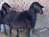 قوچ, Rhon sheep — عکس 1