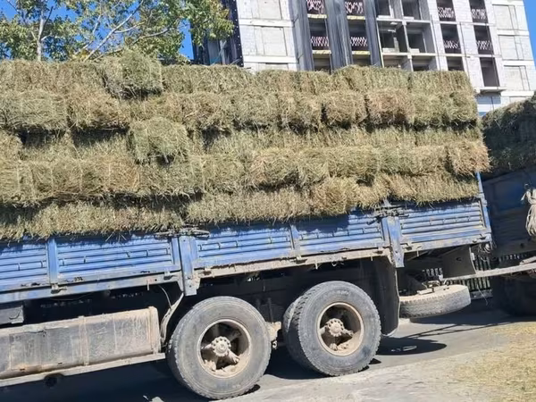🚚🌾 Сено в тюках — жеткирүү менен! Кургак жана сапаттуу пресс чөп