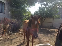 Cavalla, Cavalli — foto 2