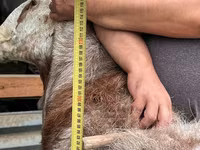 Beran, Arashan sheep — foto 6