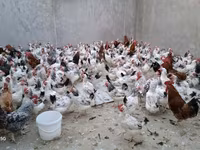 Chickens — sawirka 4