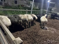 Wad, Sheep — sawirka 7