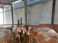 Kambing betina, Arashan sheep — foto 1