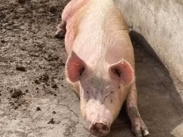 Sow,  — Hungary