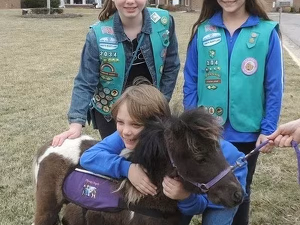 Hengst, Miniature horse