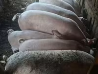 Babi hutan, Pigs — foto 2