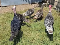 Turkeys — foto 1