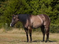 குதிரை, Quarter Horse — புகைப்படம் 2